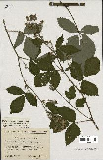 spécimen de Rubus thyrsoideus
