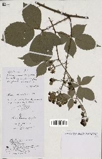 spécimen de Rubus tenuiflorus