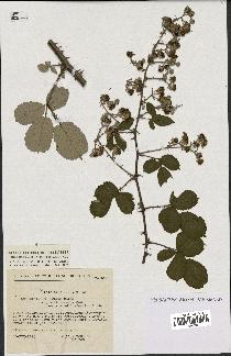 spécimen de Rubus ulmifolius