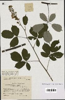 spécimen de Rubus ulmifolius