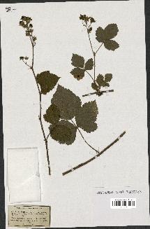 spécimen de Rubus nemorosus