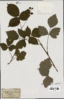 spécimen de Rubus nemorosus