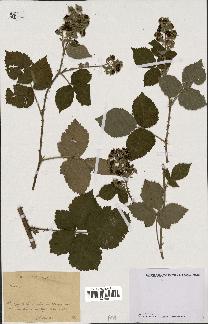 spécimen de Rubus sp.