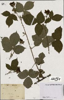 spécimen de Rubus sp.