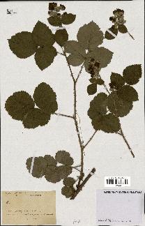 spécimen de Rubus sp.