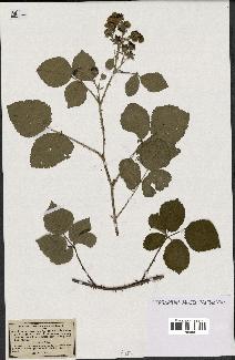 spécimen de Rubus callianthus