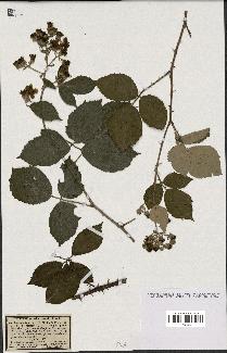 spécimen de Rubus speciosus