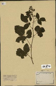 spécimen de Rubus tomentosus