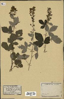 spécimen de Rubus tomentosus