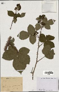 spécimen de Rubus sp.