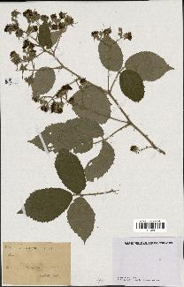 spécimen de Rubus sp.