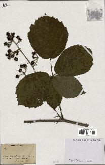 spécimen de Rubus sp.