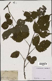 spécimen de Rubus sp.