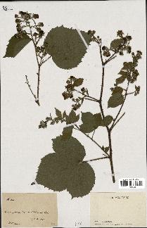 spécimen de Rubus sp.