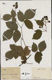 spécimen de Rubus sp.