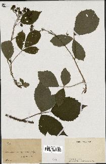 spécimen de Rubus sp.