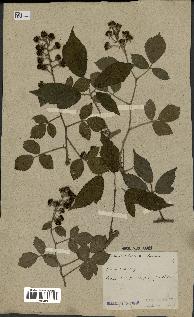 spécimen de Rubus dissociatus
