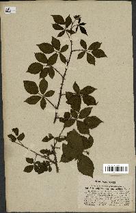 spécimen de Rubus vulgaris