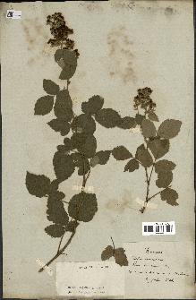 spécimen de Rubus tomentosus