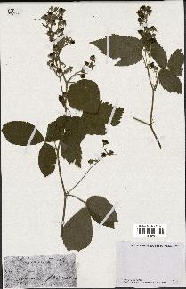 spécimen de Rubus sp.