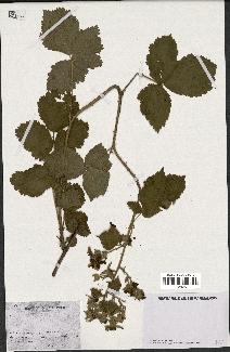 spécimen de Rubus sp.