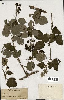 spécimen de Rubus sp.