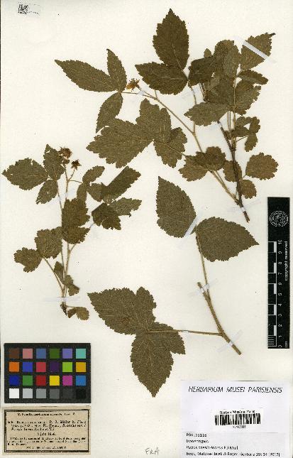 spécimen de Rubus caesius x idaeus