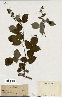 spécimen de Rubus sp.