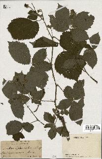 spécimen de Rubus glandulosus