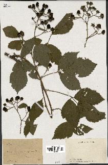spécimen de Rubus sp.