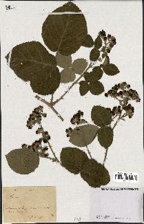 spécimen de Rubus sp.