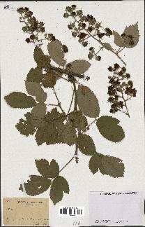 spécimen de Rubus sp.