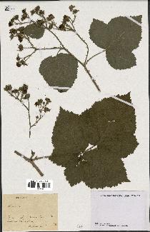 spécimen de Rubus caesius