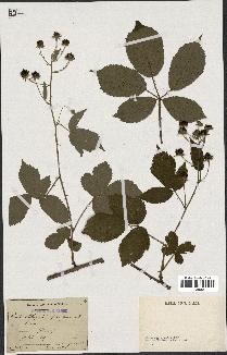 spécimen de Rubus clethrophilus