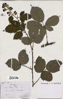 spécimen de Rubus procerus