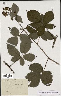 spécimen de Rubus procerus