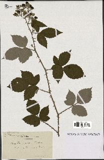 spécimen de Rubus procerus