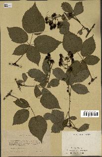 spécimen de Rubus sulcatus