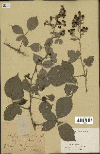 spécimen de Rubus tomentosus