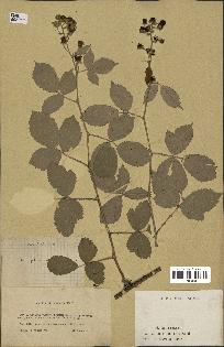 spécimen de Rubus tomentosus