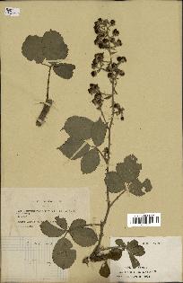 spécimen de Rubus tomentosus