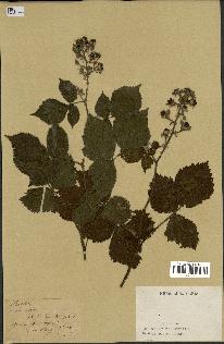 spécimen de Rubus sp.
