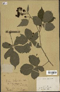 spécimen de Rubus villicaulis