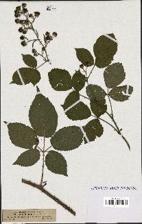 spécimen de Rubus pallidus