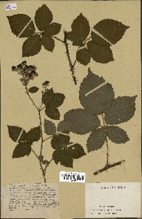 spécimen de Rubus nitidus