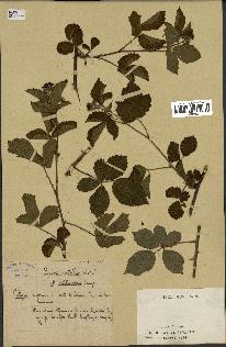 spécimen de Rubus nitidus