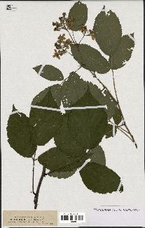 spécimen de Rubus melanoxylon