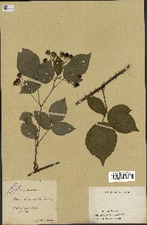 spécimen de Rubus chaerophyllus