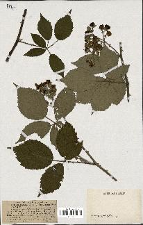 spécimen de Rubus pubescens