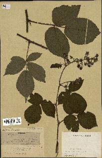 spécimen de Rubus hirtus